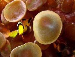 The Little Nemo, Red Sea - Sharm el Sheikh, Ras Mohamed -... by Riccardo Colaiori 